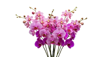 Pink phalaenopsis orchid arrangement for congratulations isolated PNG with Transparent Background