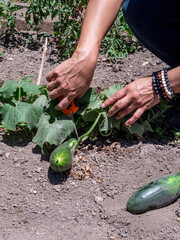 Woman Working in a Vegetable Garden with Fresh Produce