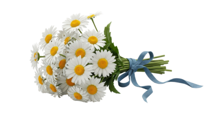 Bouquet of white daisy flowers tied with a blue ribbon isolated PNG with Transparent Background