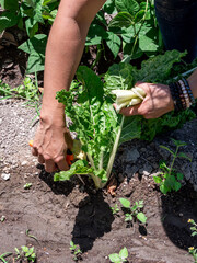Woman Working in a Vegetable Garden with Fresh Produce