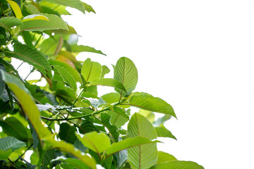 Kratom or Mitragyna speciosa branch green leaves on natural background.