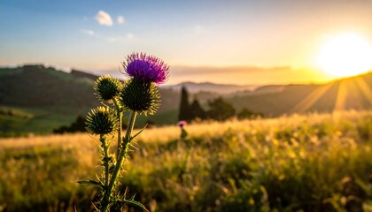 Purple thistle at golden sunset over rolling hills