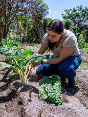 Woman Working in a Vegetable Garden with Fresh Produce