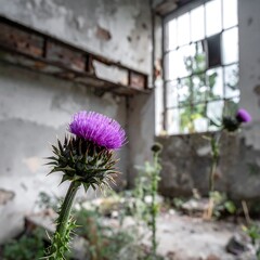 Purple thistle blooms in a crumbling, sunlit room