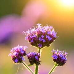 Close-up of clusters of tiny purple flowers.  Sunlight highlights the blossoms.  Blurred background of similar flowers.  Soft focus