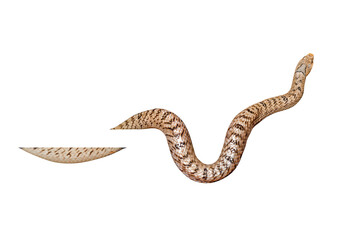 banded Kukri Snake (Oligodon fasciolatus) close-up shot it is  a non-venomous snake but have sharp rear teeth