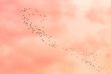 flock of birds flying in the sky