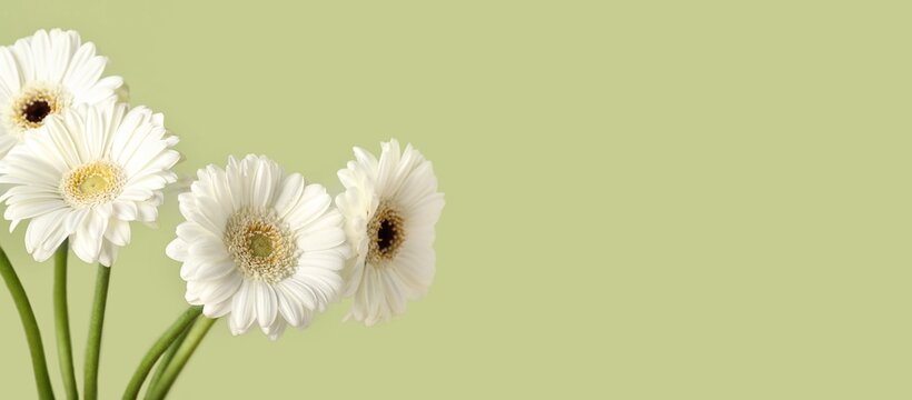 Beautiful gerberas on green background with space for text