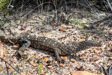 Perentie monitor, Australia's largest monitor lizard