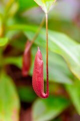 Nepenthes is a type of insectivorous plant