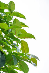 Kratom or Mitragyna speciosa branch green leaves on natural background.