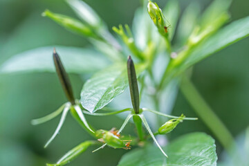 Minnieroot seeds on the Minnieroot tree