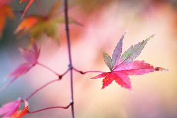 鮮やかな秋の紅葉