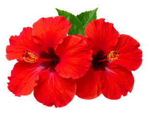 Two vibrant red hibiscus blossoms with green leaves, isolated on black