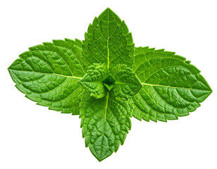 Close-up of vibrant green mint leaves (1)