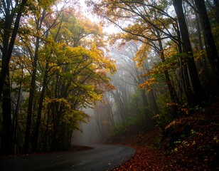 Obraz premium Autumnal fog-shrouded forest road
