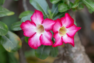 Desert Rose flower or adenium in the garden with blurry green leaf in the background