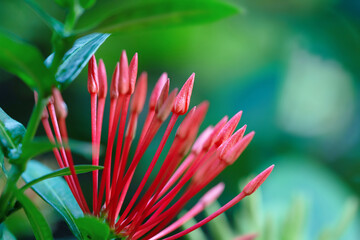 red needle flowers or west indian jasmine and water droplets