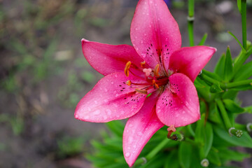 ​A large, bright pink lily with black spots and water droplets has bloomed in the garden,...