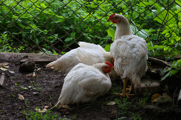 White-feathered chickens stand or sit on the ground near a wire fence and green vegetation. One stands and looks attentively to the side, while two others rest on the muddy ground, creating a picture 