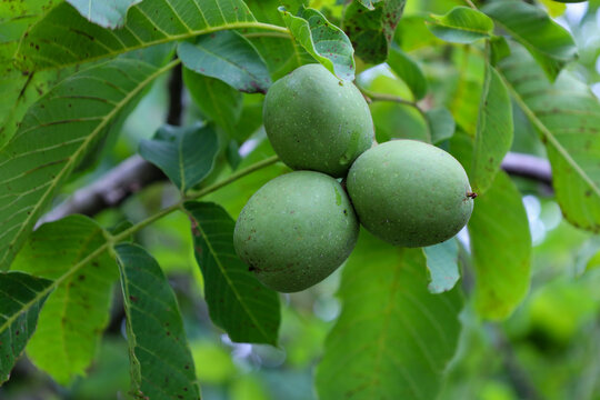 Three unripe green walnuts hang closely from a branch, surrounded by dark green leaves. Sunlight softly illuminates the young fruits, highlighting their texture and natural beauty in the garden. - Powered by Adobe