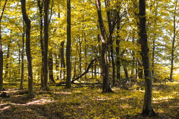 Fototapeta premium This shot conveys the atmosphere of an autumn forest where sunlight breaks through the golden tree crowns, creating fabulous patterns on the forest floor of fallen leaves.