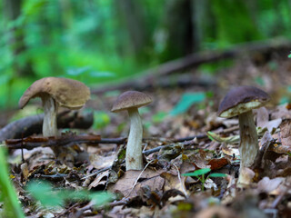 Three small mushrooms grow from the forest floor of fallen leaves and branches. This photograph conveys the atmosphere of a quiet forest and showcases the natural beauty hidden in the details.