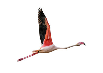 Fototapeta premium Pink flamingo bird Isolated on transparent or white background