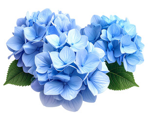 Light blue hydrangea blossoms cluster