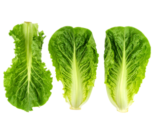Three romaine lettuce leaves, vibrant green,  close-up