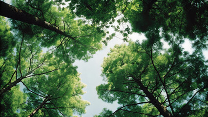 Fototapeta premium Trees in forest rising toward blue sky concept. A serene view of trees reaching towards a clear sky.