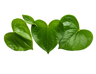 Three heart-shaped leaves, vibrant green, arranged closely together against a black background