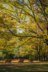 Autumn park scene with benches under colorful trees in Japan