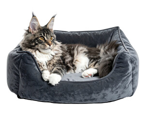 Gray plush cat bed with Maine Coon