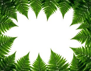 Dark floral shape framed by fern leaves