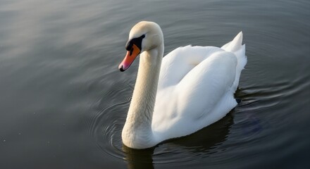 Elegant White Swan Swimming in Calm Dark Lake Water