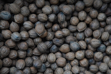 	たくさんのクルミ