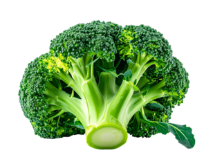 Close-up of a head of fresh broccoli