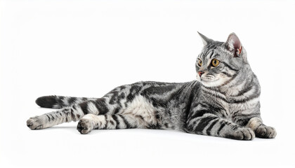 Obraz premium Silver Tabby Cat's Serene Pose: A stunning silver tabby cat rests gracefully, its mesmerizing eyes observing the surroundings with an air of tranquility, showcasing its distinct pattern and elegance.
