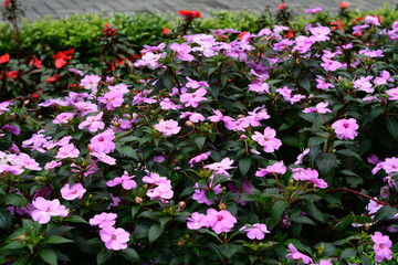 Pink azaleas with dense blossoms and green leaves in a shaded garden.
