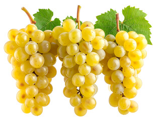 Three bunches of pale yellow grapes, with green leaves, isolated on black
