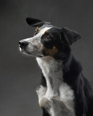 A close-up profile of a border collie showcases its sharp features and intelligent gaze. The neutral background enhances the dog expression.