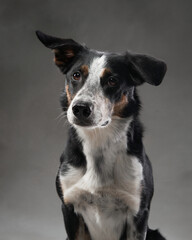 A black and white border collie sits attentively, tilting its head slightly. Its curious expression enhances the portrait charm.