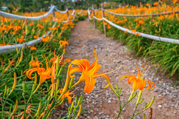Orange daylily flower blooming on Chihke Mountain in Hualien 