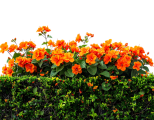 Vibrant orange flowers atop a lush green hedge (1)