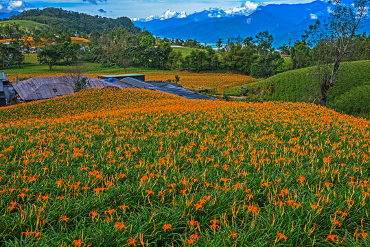 Orange daylily flower blooming on Chihke Mountain in Hualien  - Powered by Adobe