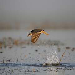 great blue heron in flight