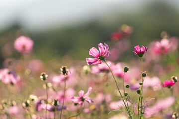 Beautiful Wildflower Field with Vibrant Pink Blossoms Under Soft Natural Light and Blurred Green Background in a Scenic Landscape