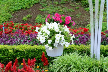 White camellias with rounded petals and glossy leaves in soft light.