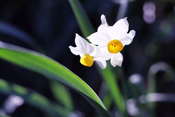 Fototapeta premium 美しい水仙の花